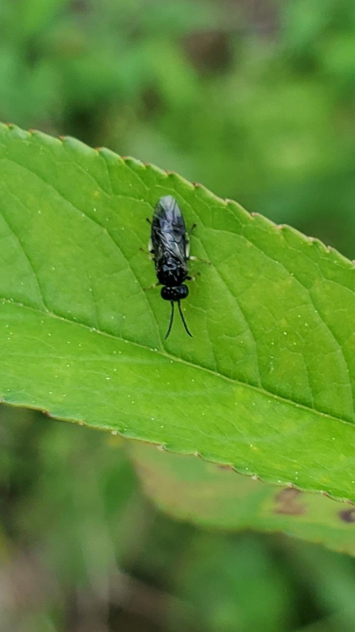 Brachymeria parasitic wasp
