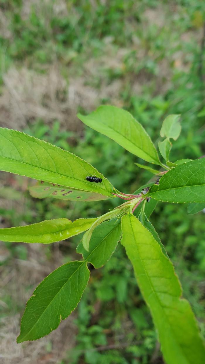 Brachymeria parasitic wasp