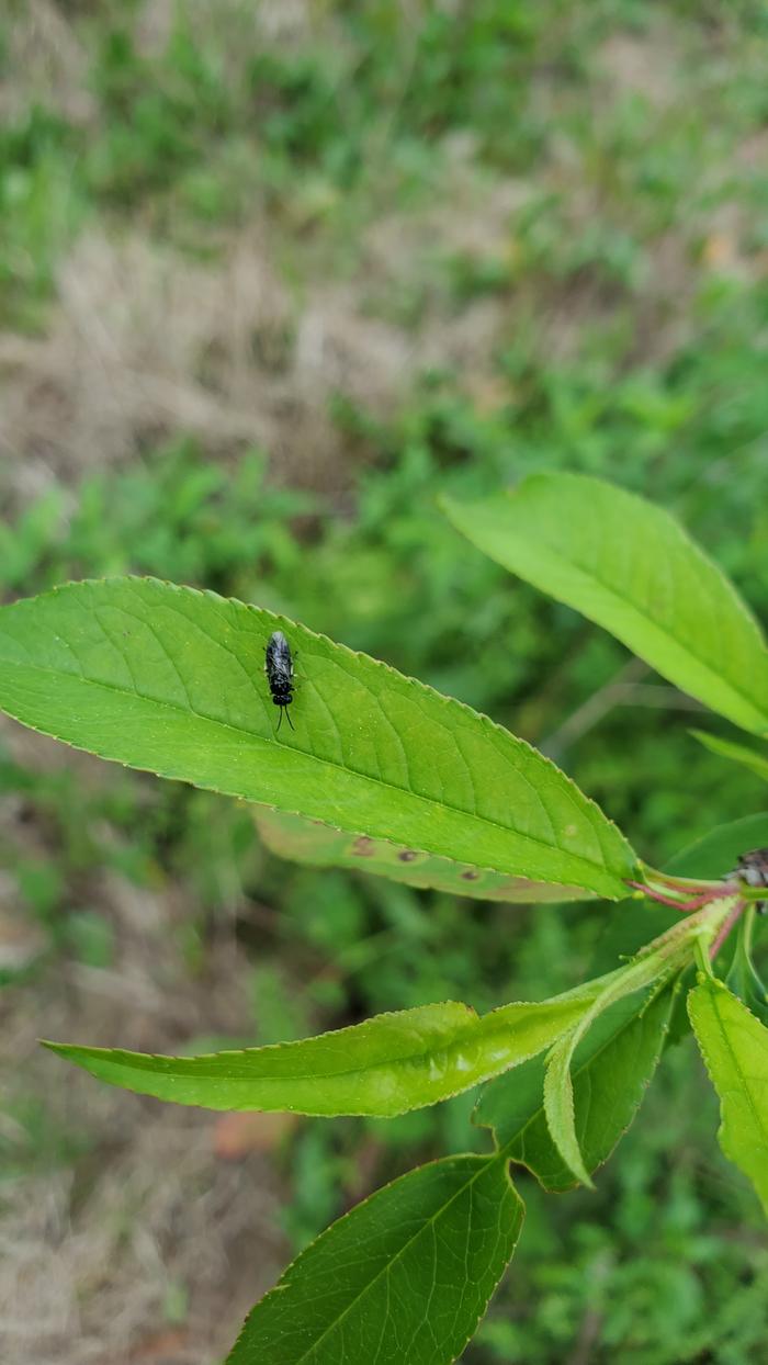 Brachymeria parasitic wasp