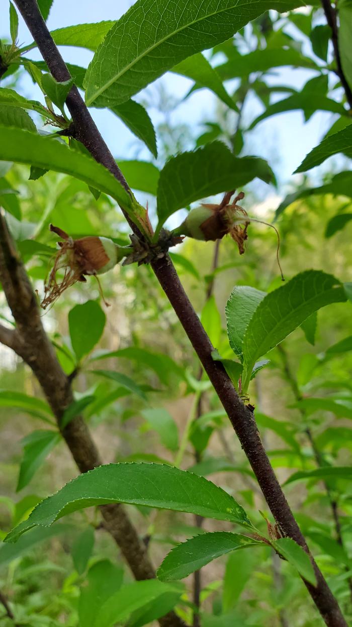 Sister seedling peaches