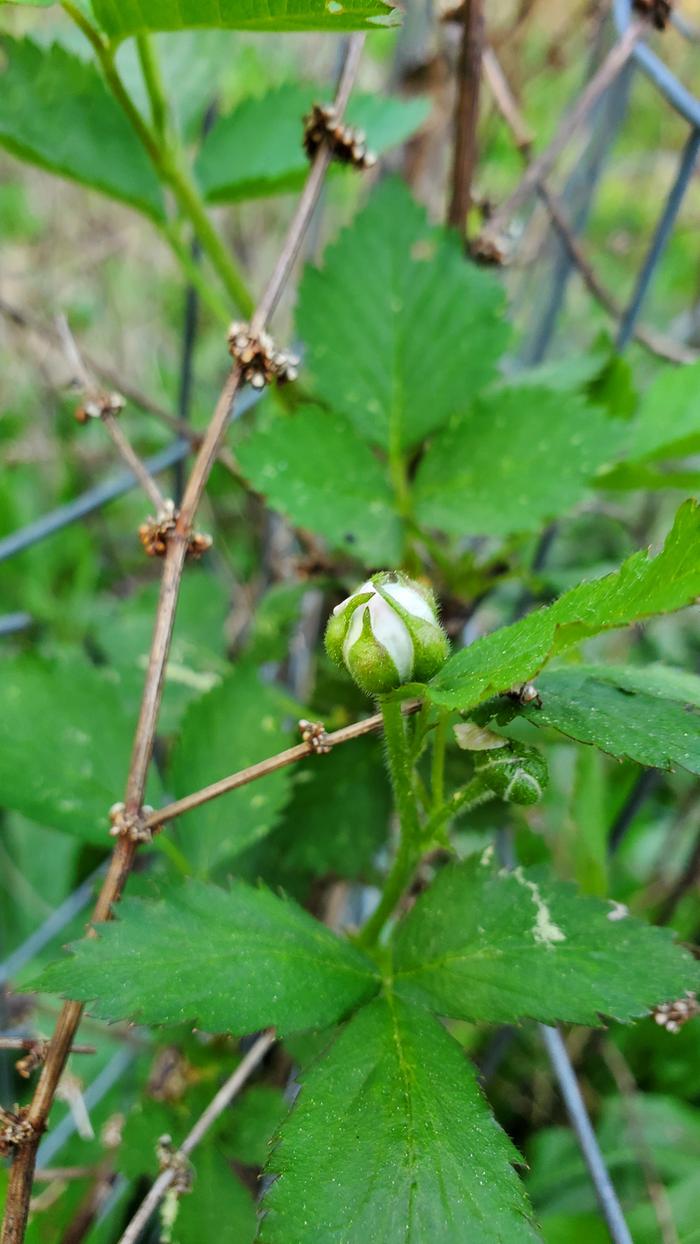 White blackberry flower bud
