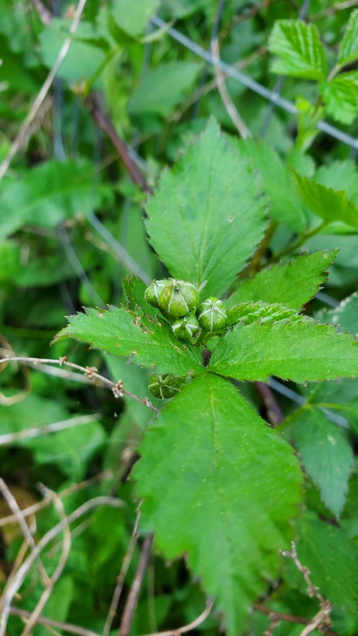 Blackberry flower buds