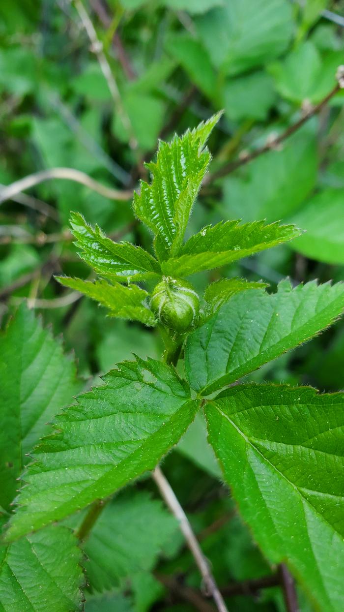 Blackberry flower bud and new leaf growth