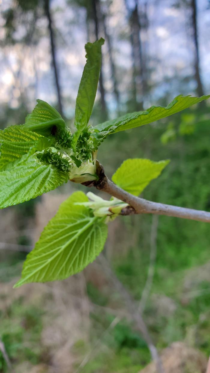 Mulberries forming
