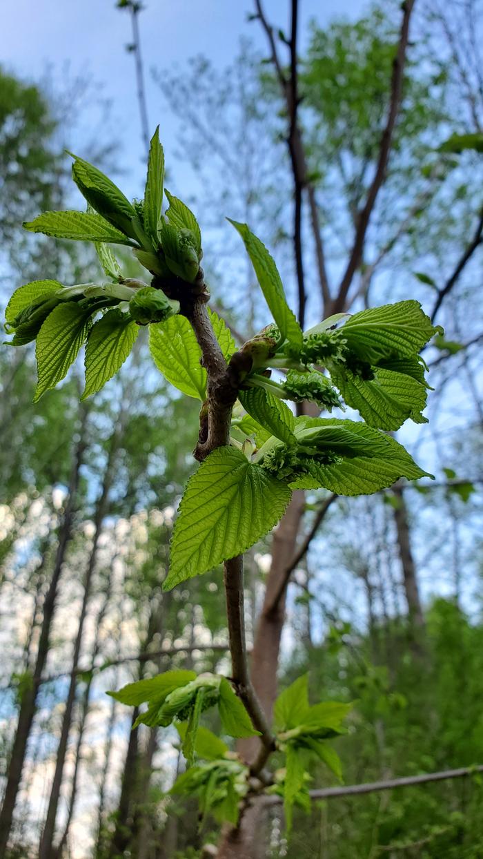 Mulberries forming