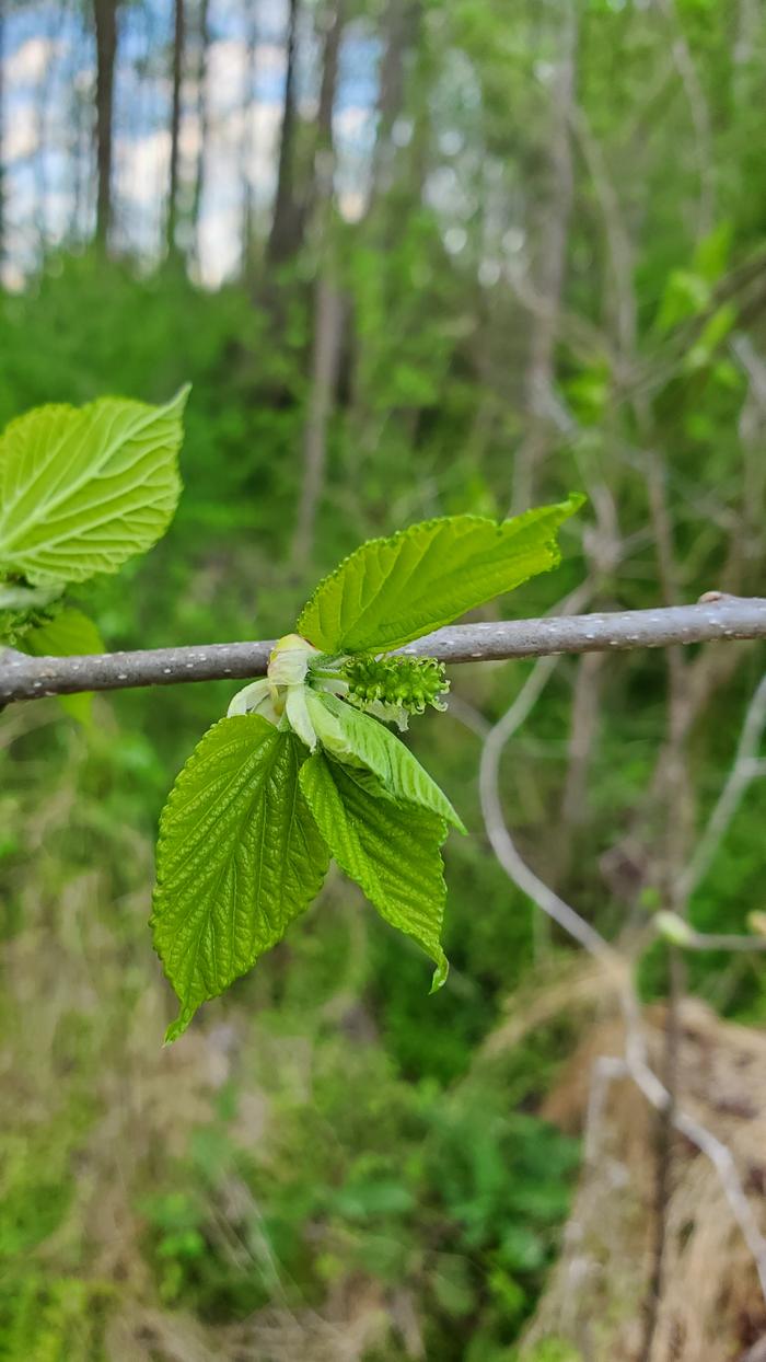 Mulberries forming