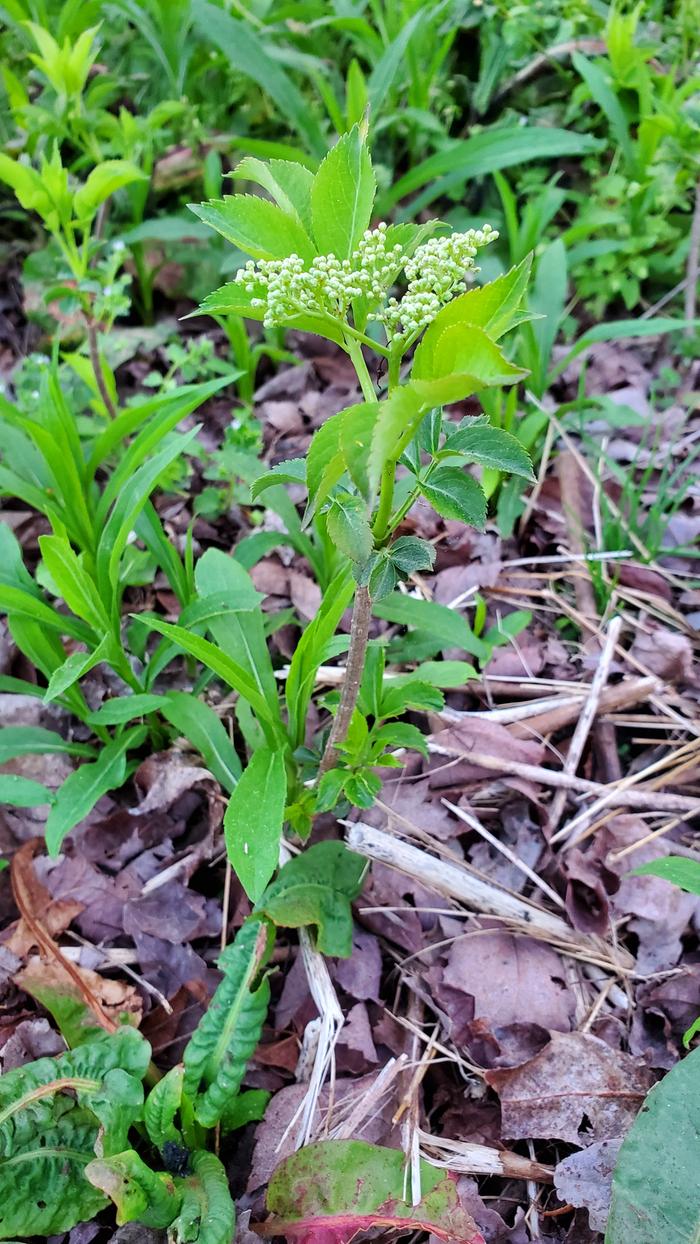 Elderberry cutting with a flower forming