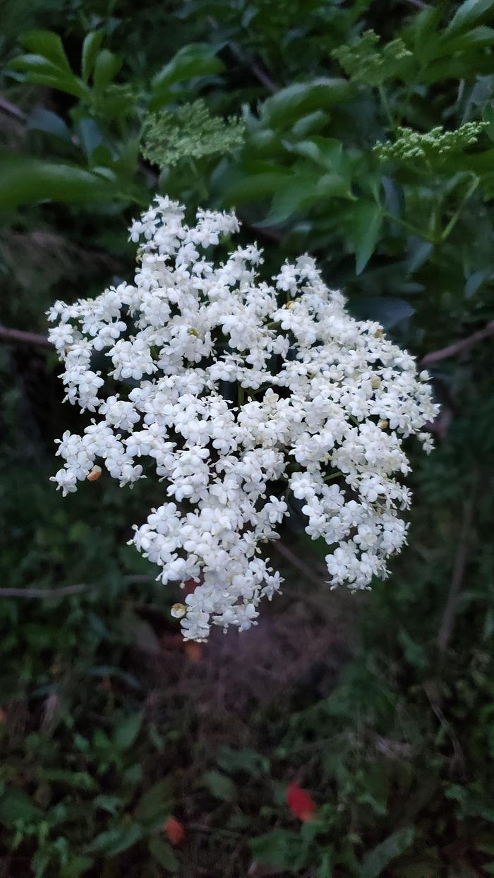 Elderberry flower