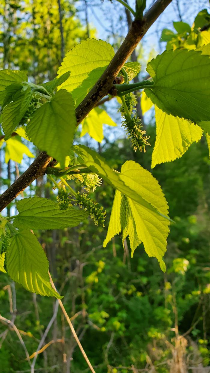 Lots of mulberries forming this year!