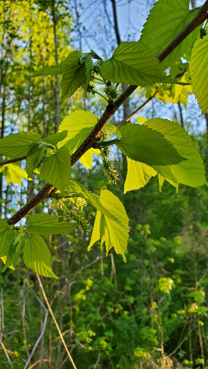 lots of mulberries forming!