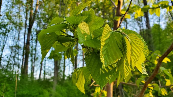 lots of mulberries forming!