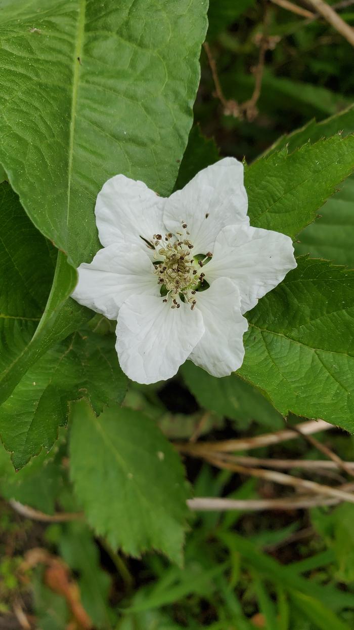 White blackberry flower