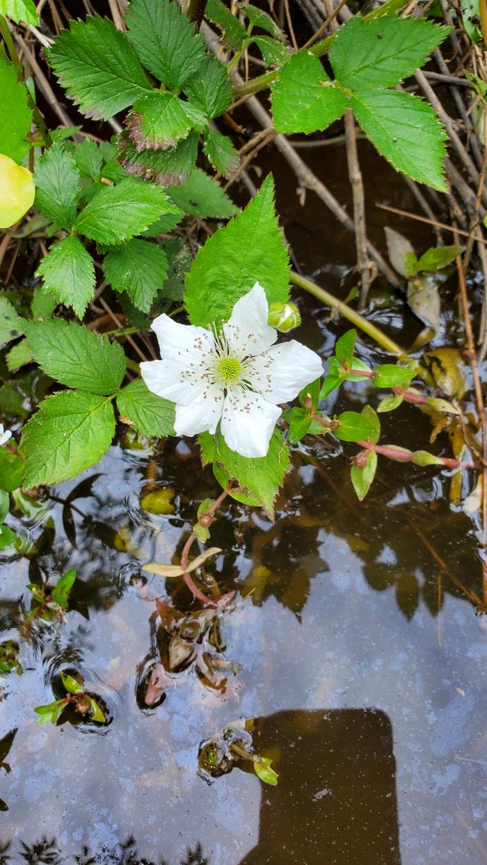 White blackberry flower