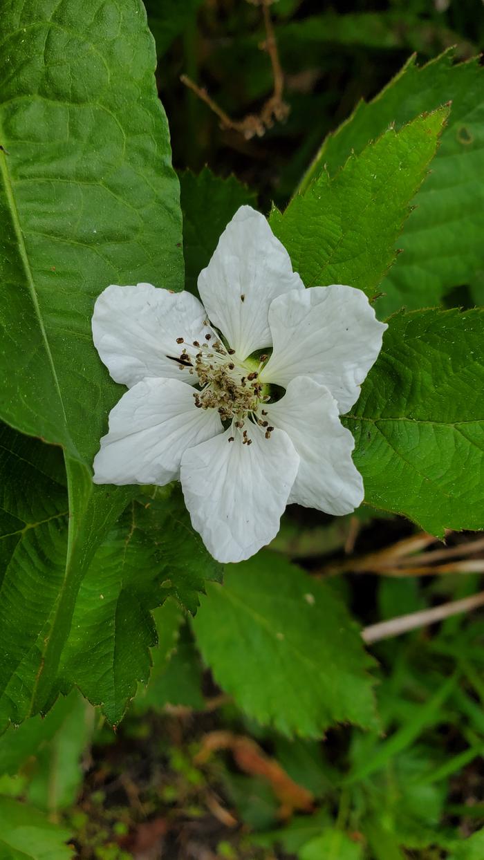 White blackberry flower