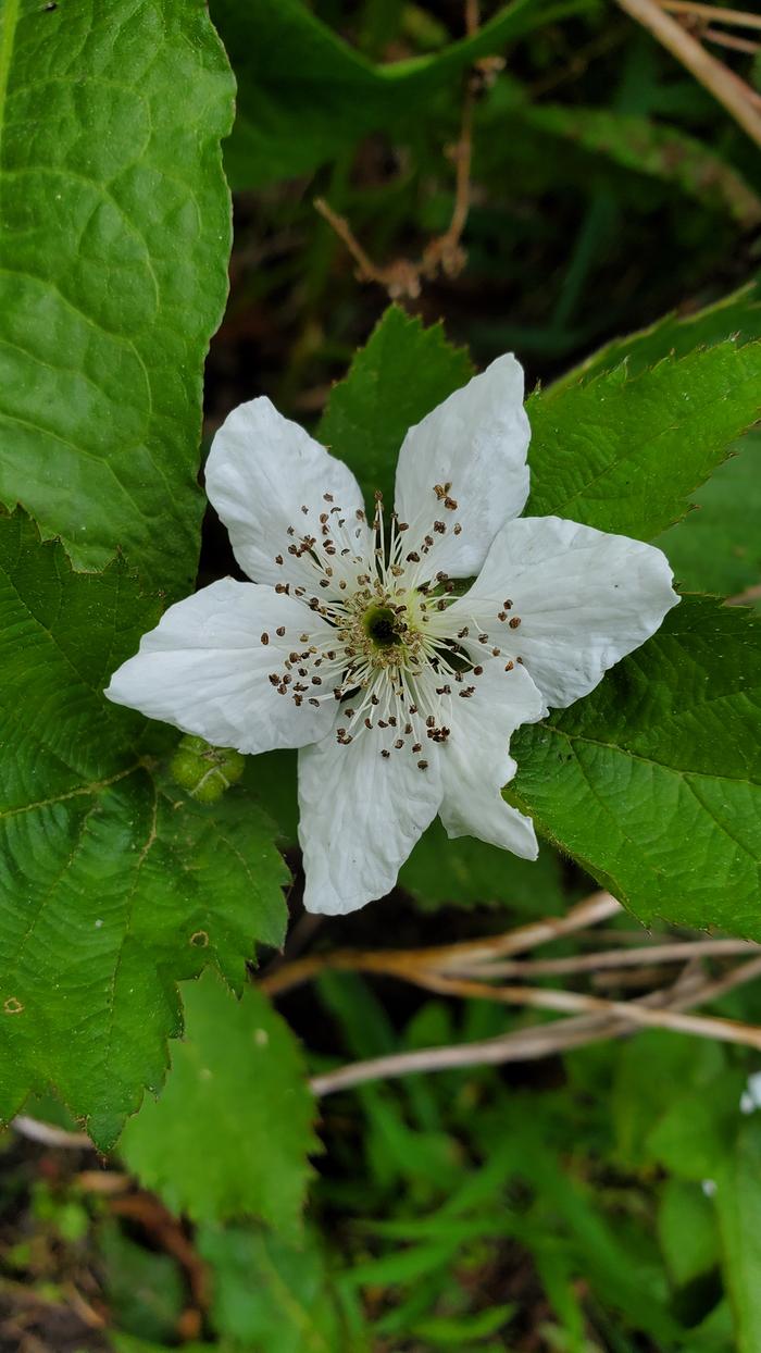 White blackberry flower