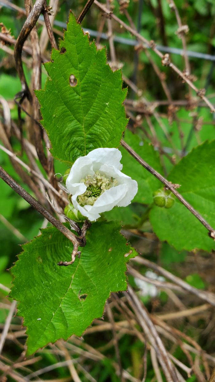 White blackberry flower