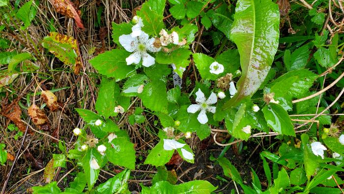 blackberry flowers