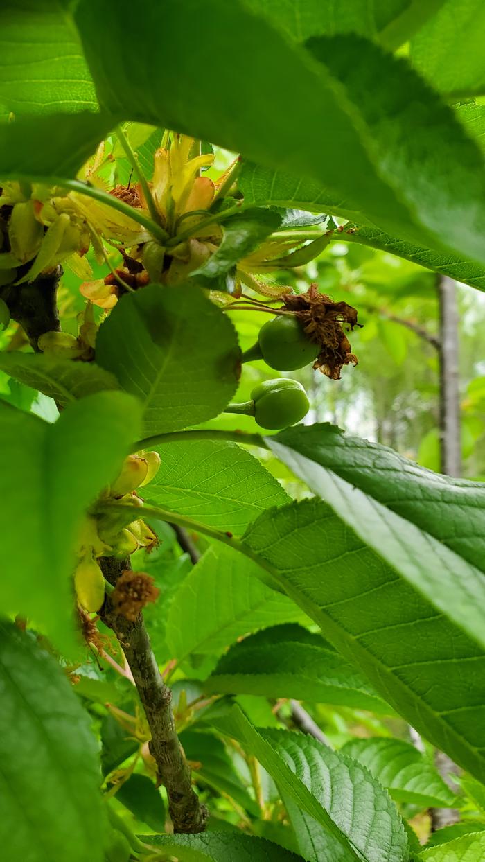 Tiny cherries forming!