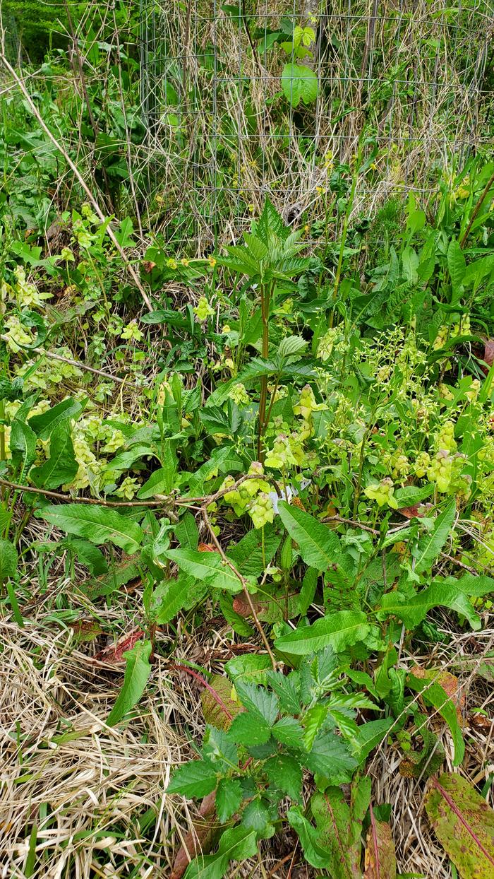 Vigorous new blackberry shoot