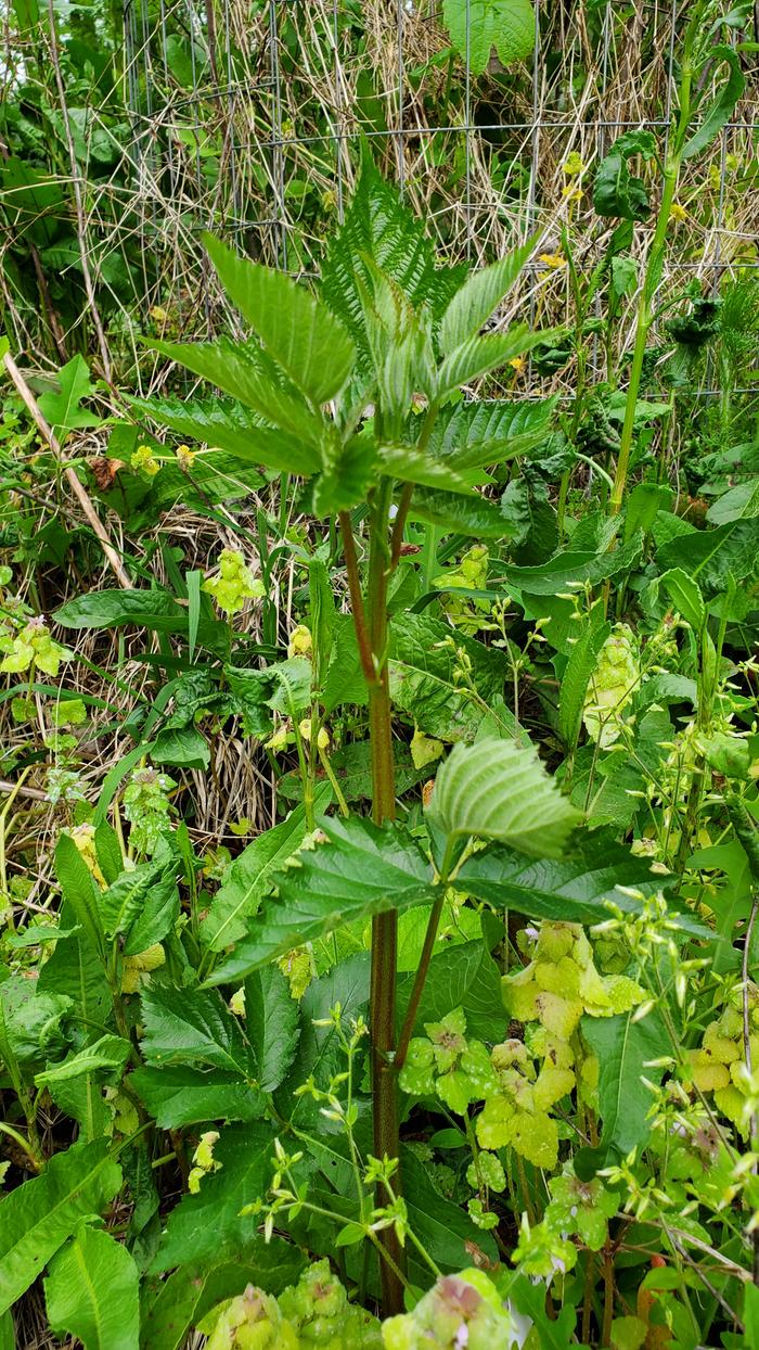 Vigorous new blackberry shoot