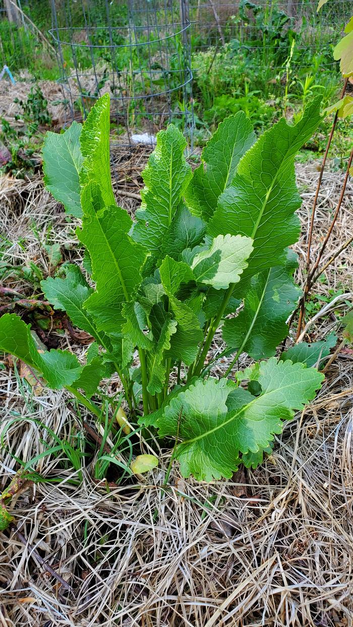 Healthy horseradish