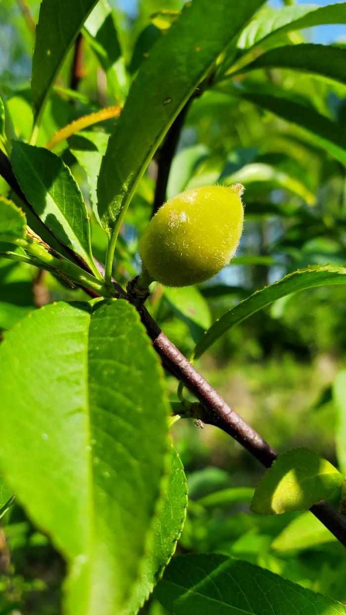 Handsome seedling peach