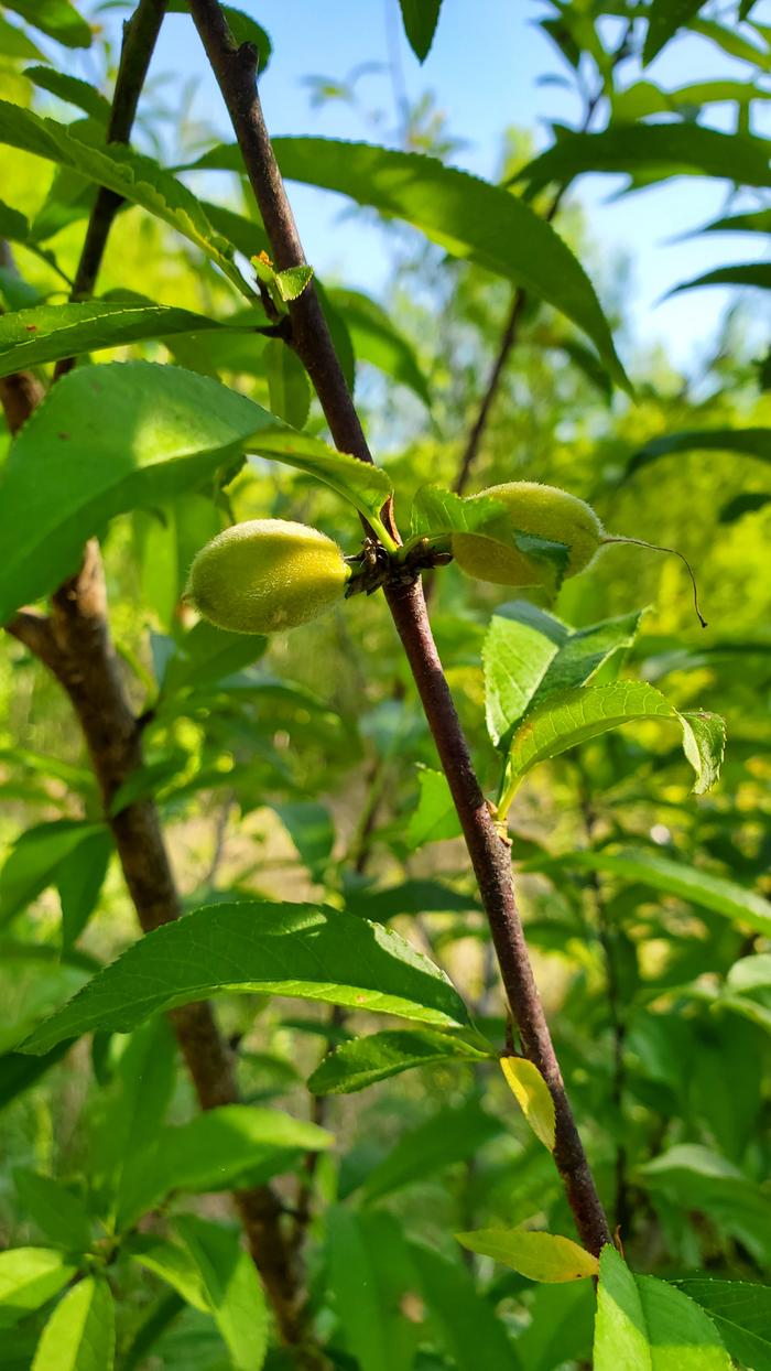 Twin seedling peaches