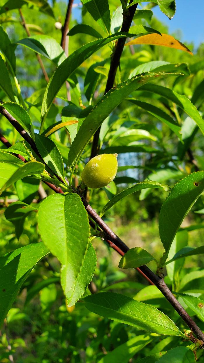 Handsome seedling peach