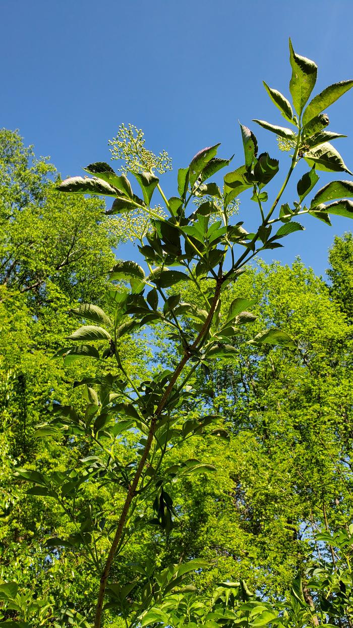 Flowers forming on elderberry