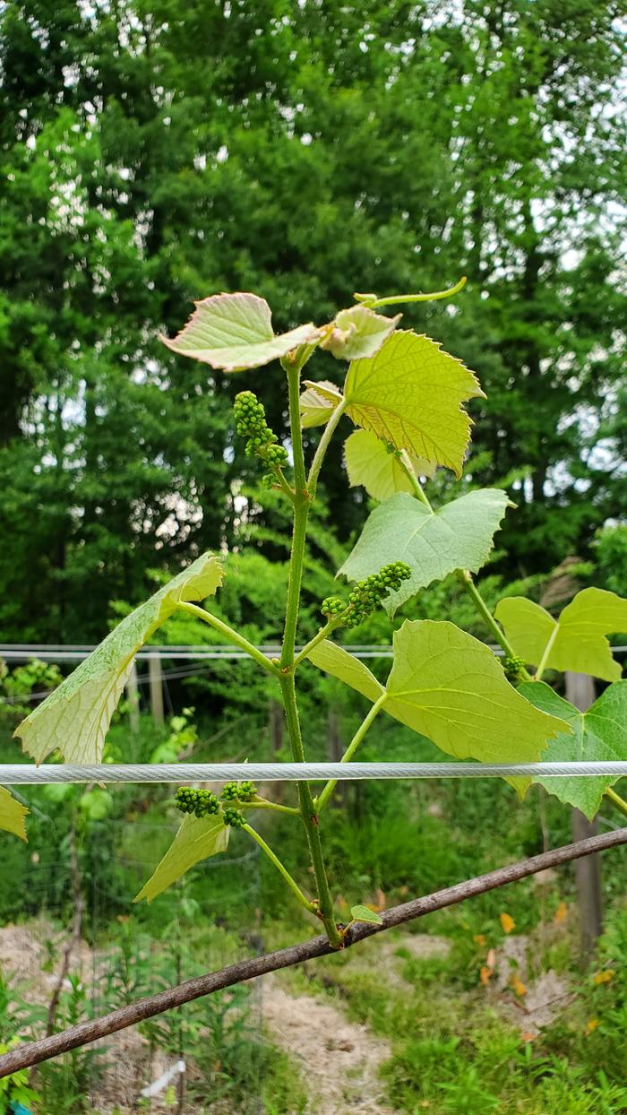 Baby grapes!