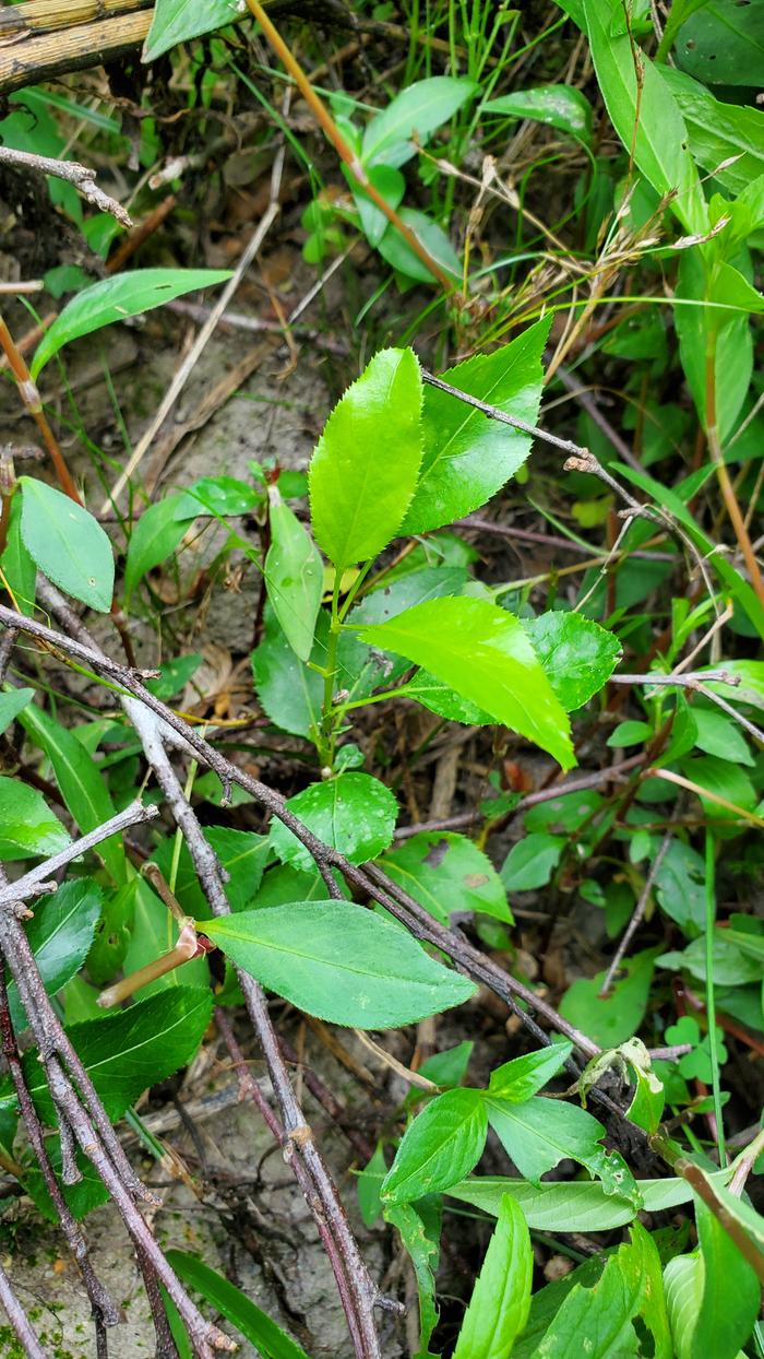 Healthy pear seedling