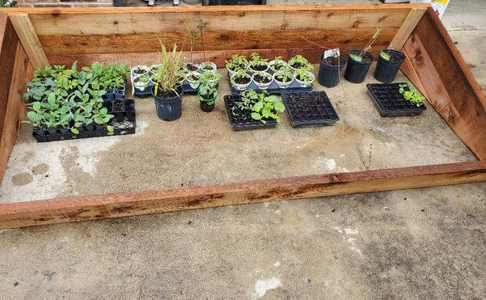 Cold frame with veggies