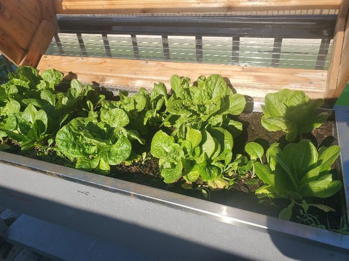 lettuce growing in greenhouse