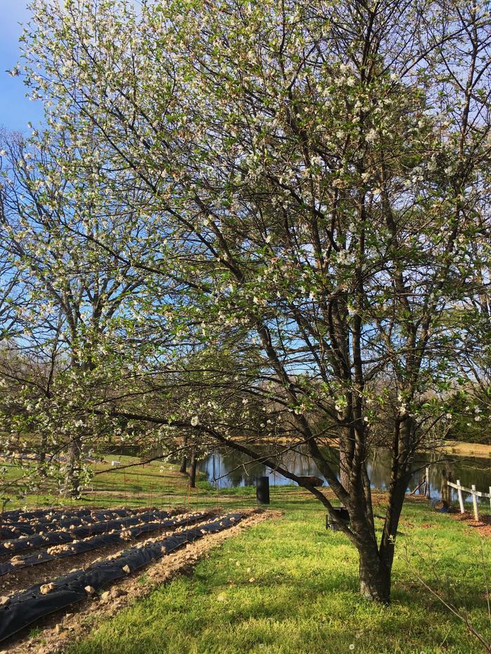 Cherry tree in bloom