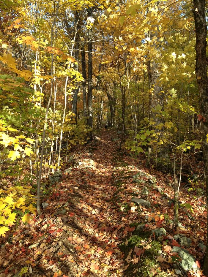 The wagon trail in Fall