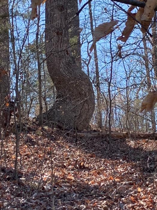 Curved oak tree trunk