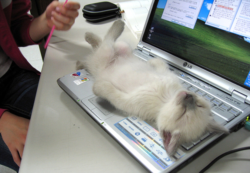 [Thumbnail for catlaptop.jpg]