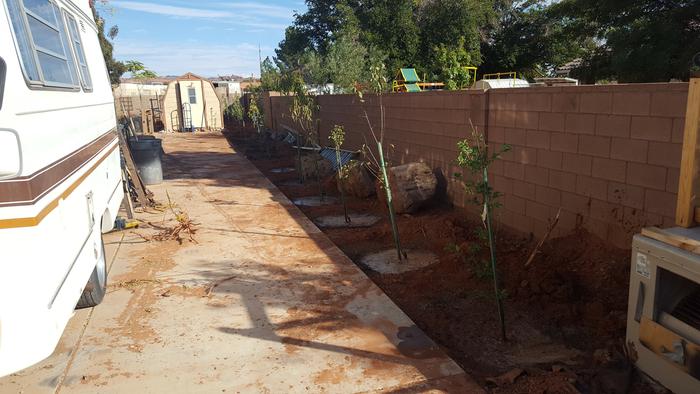 Ash and oleander removed, and 16 fruit and nut trees planted fall of 2016.