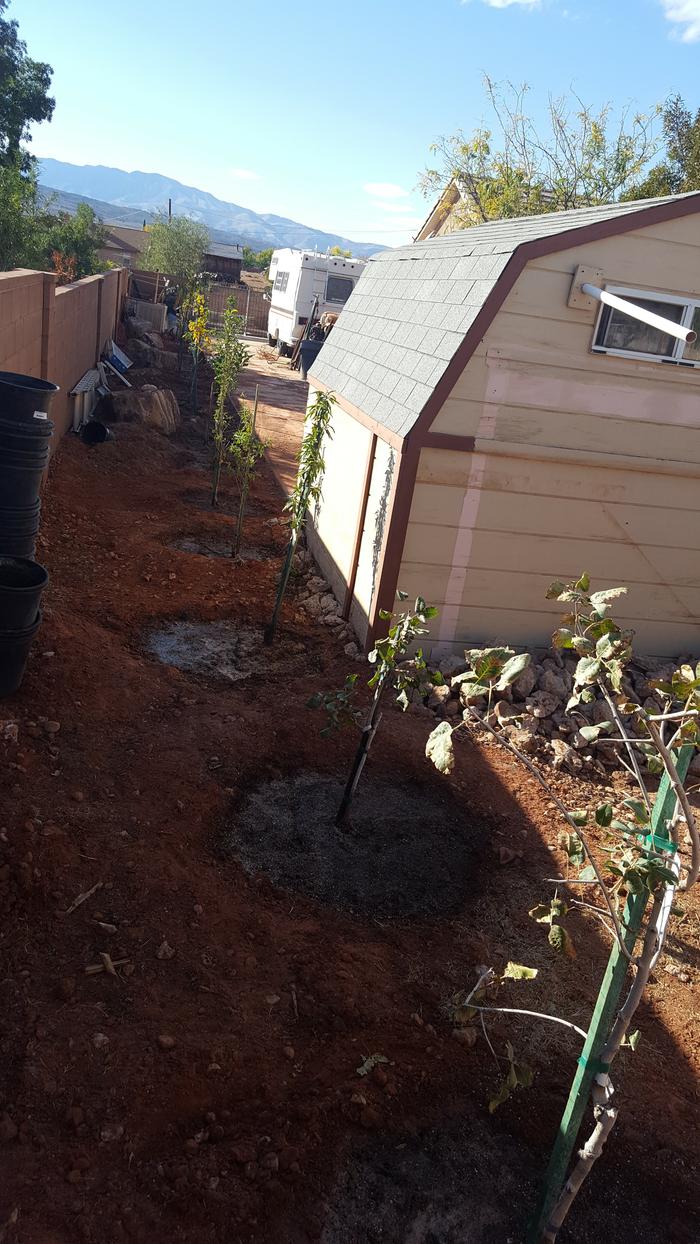 Another view of the planted fruit and nut trees.