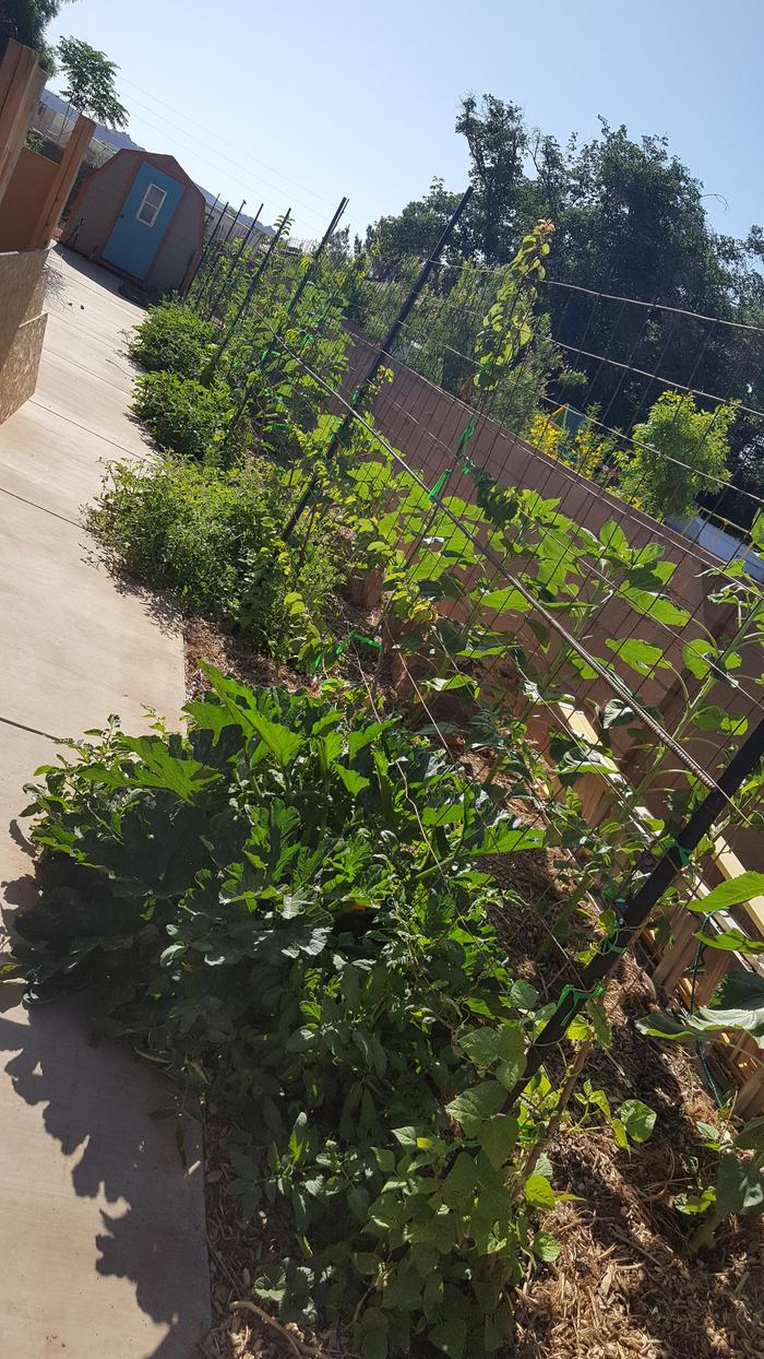 Trellis built to espalier the fruit trees to.