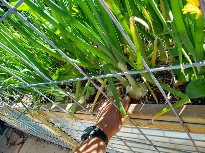 The onions on the other side of the same bed as the broccoli.