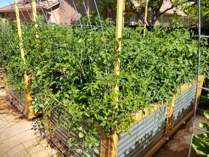 I'm going to regret this, but 32 tomato plants in 32 sq.ft. I'm single stemming them up bailing wire. Lots of fruit set.