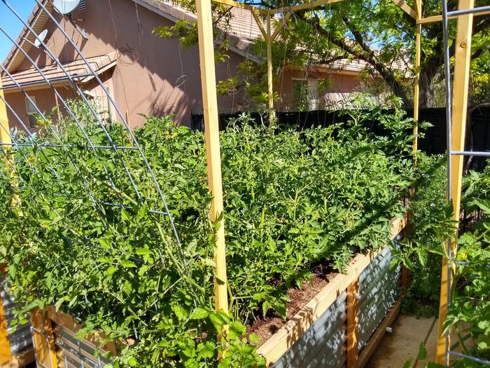 This is another bed to reinforce my bad idea. Yes, 64 tomatoes in two beds.........it's going to fail. That's how I learn.