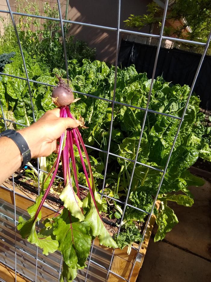 Another bed of mixed beets with Swiss chard.