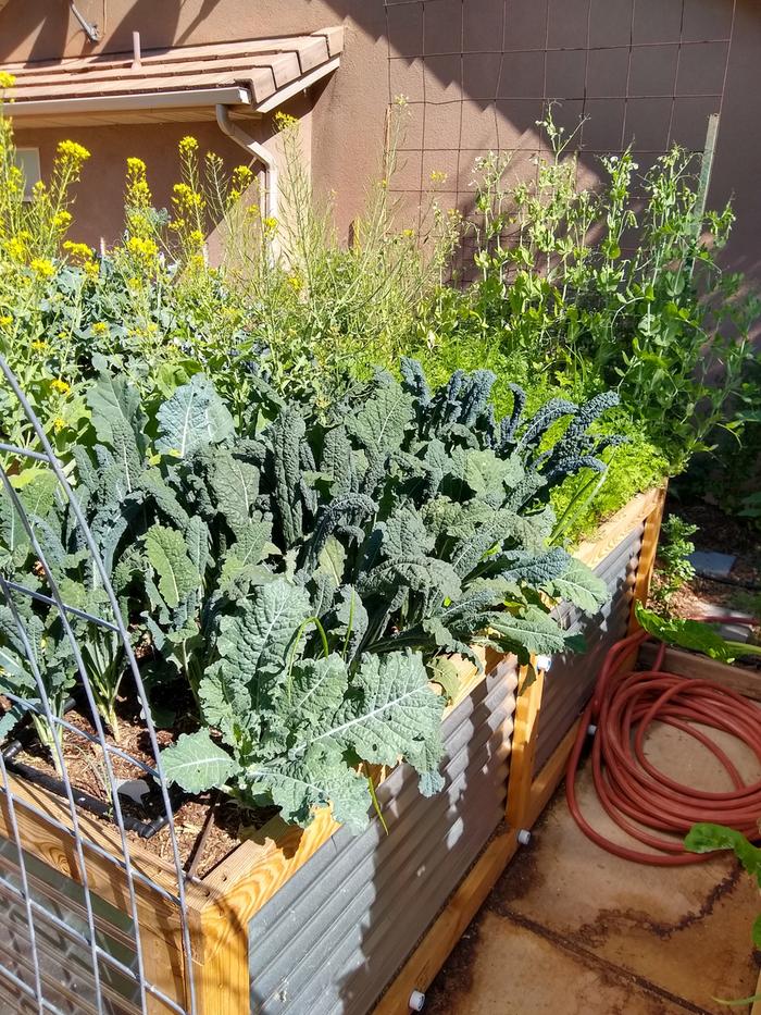 Dino kale, peppers on other side, carrots packed in the back, peas behind the carrots.