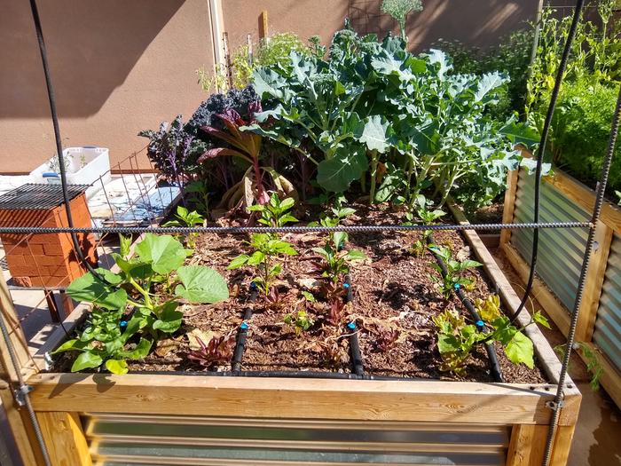 Red kale in back half, with broccoli on the other back half, lettuce was in front, but now it's the snake bean, and peppers.