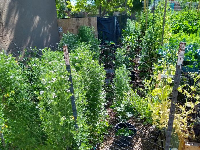 Behind beds. Cilantro going to seed, planted two fig trees in there, and put my two citrus trees up against the house. 