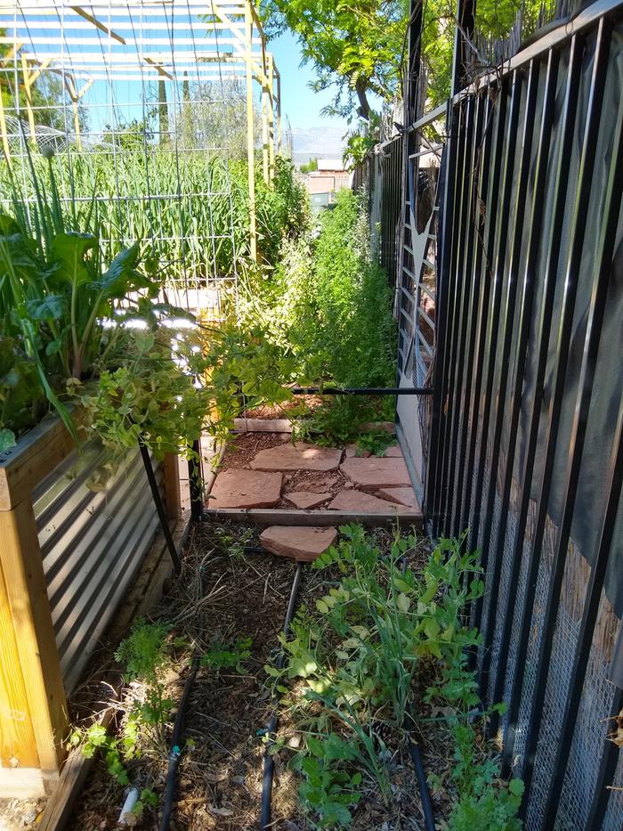 Behind beds other view. Potatoes in ground, sunflowers, buffalo berry, cilantro, peas, and stuff.