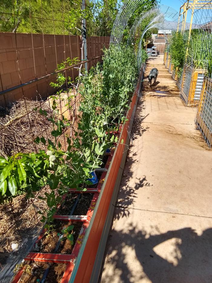 A mix of squash, peppers, peas, and more stuff in the lengthwise lower raised bed.