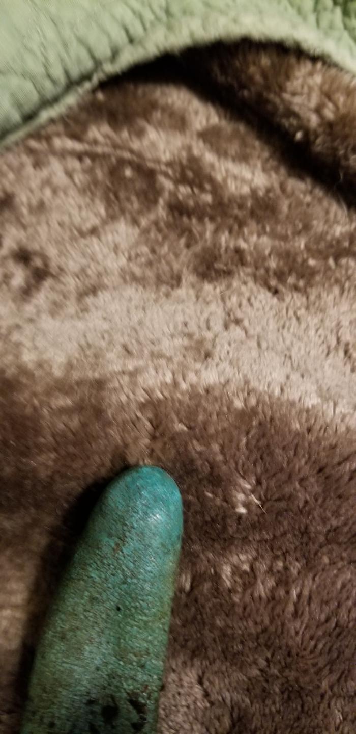 This started as a tiny little bud, then rose up to about 1.5 from the litter.